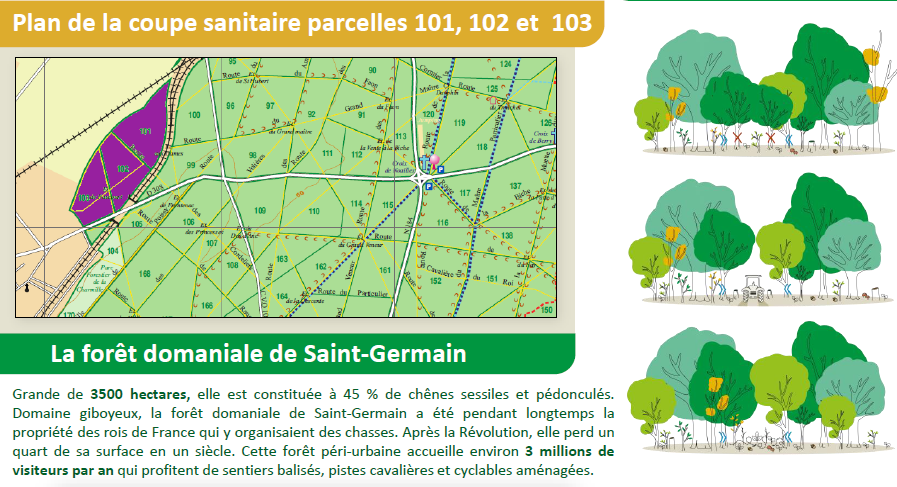 Coupe sanitaire en forêt de Saint-Germain