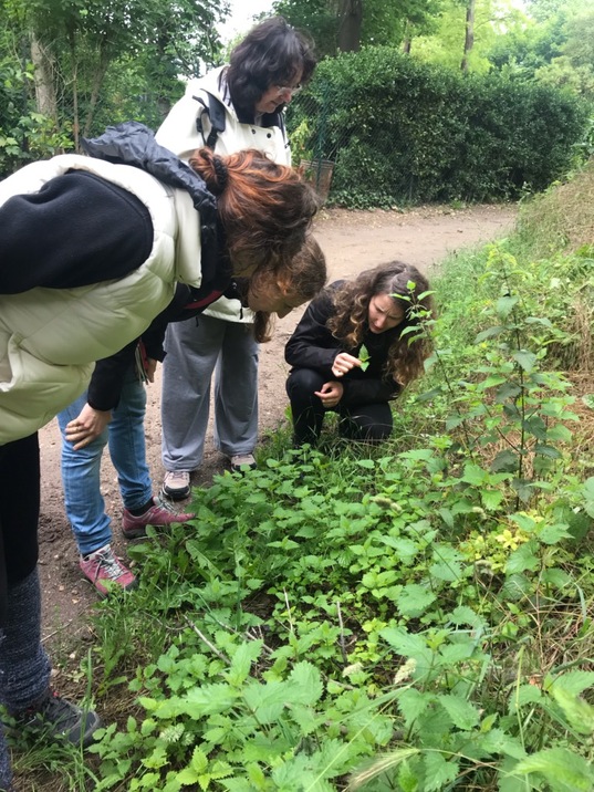 Balade découverte des plantes sauvages comestibles au Parc de Maisons-Laffitte